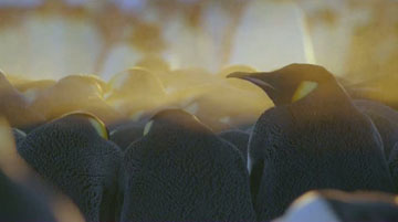 Planet earth filmruta