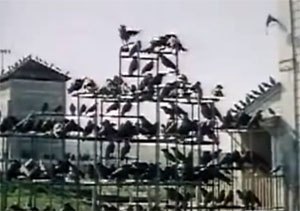 The Birds filmruta